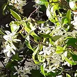 Le Jasmin Da Marina سانت فينسنت