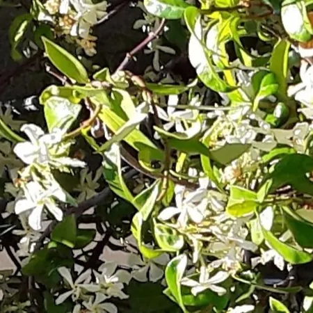 Le Jasmin Da Marina Saint-Vincent