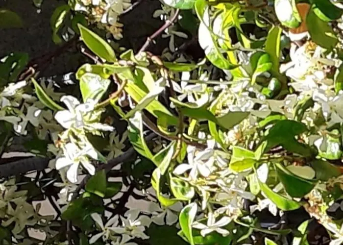 Le Jasmin Da Marina Saint-Vincent